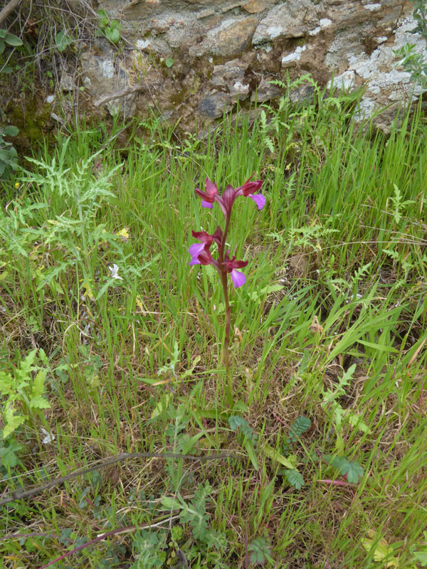 Anacamptis papilionacea ( e Anacamptis x gennarii)